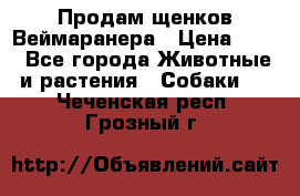 Продам щенков Веймаранера › Цена ­ 30 - Все города Животные и растения » Собаки   . Чеченская респ.,Грозный г.